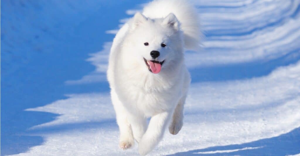 Samoyed running in the snow