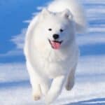 The Samoyed was bred to herd reindeer and hunt prey.