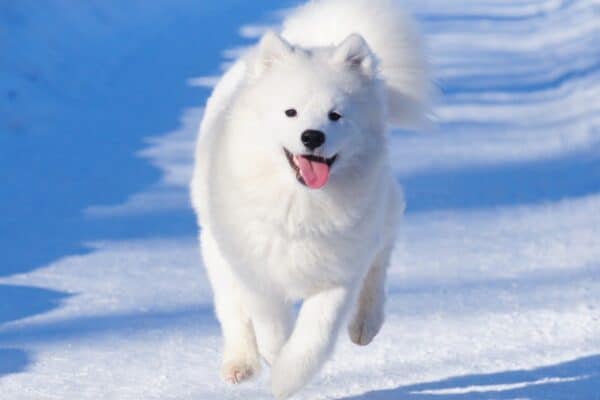 The Samoyed was bred to herd reindeer and hunt prey.