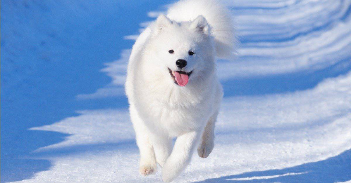 Samoyed running in the snow