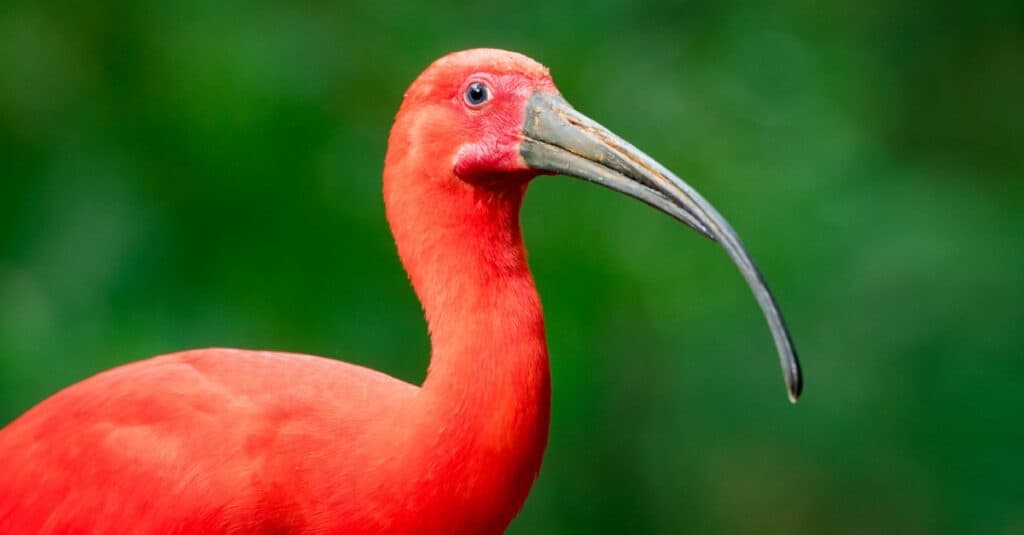 Birds that are red: Scarlet Ibis