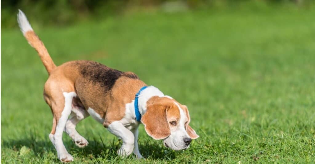 how old is the oldest beagle dog