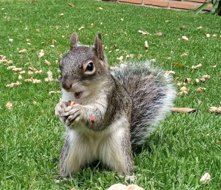 largest squirrels