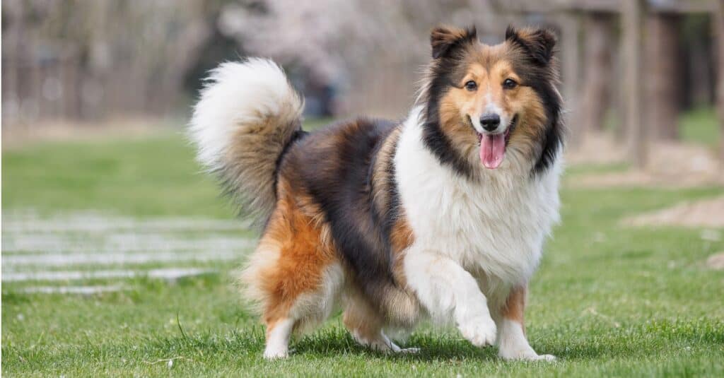 Shetland sheepdog mid walk outside