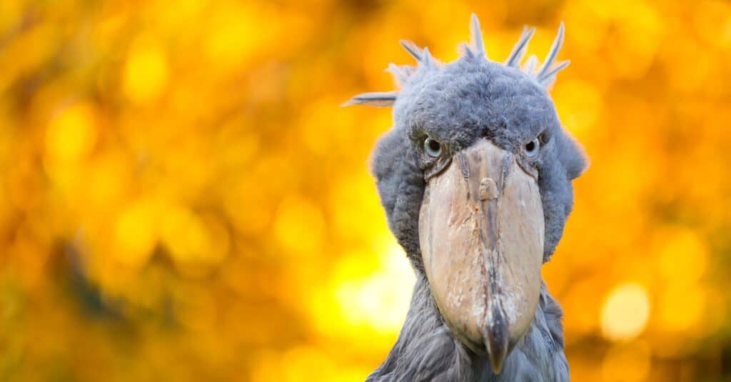 shoebill stork noises