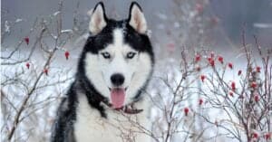 Alaskan Klee Kai vs Siberian Husky: What’s the Difference? Picture