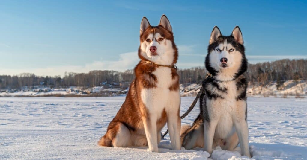 Siberian huskies sitting up in the snow