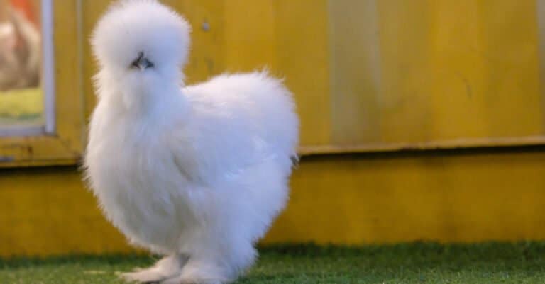 Silkie chicken in front of yellow building