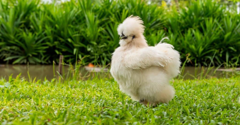 Silkie chicken roaming in the yard