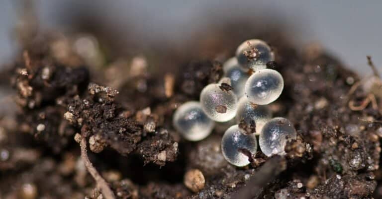 Spanish slug eggs on the surface of the brown compost garden soil.