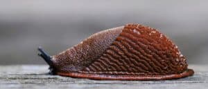 Spanish slug on wood