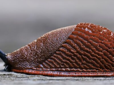Spanish slug on wood