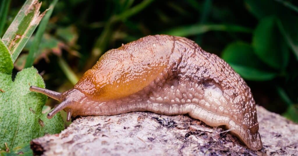 A large slug crawling around on the ground leaving its slime all over the place.