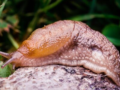A 10 Incredible Slug Facts