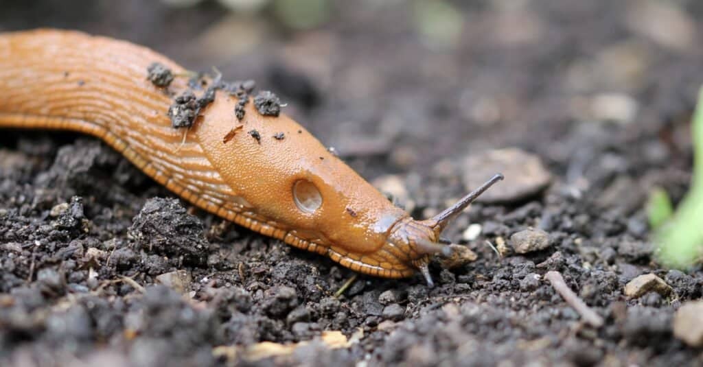 The slug in the vegetable garden, a close up view of a tan colored slug crawling along the soil. 