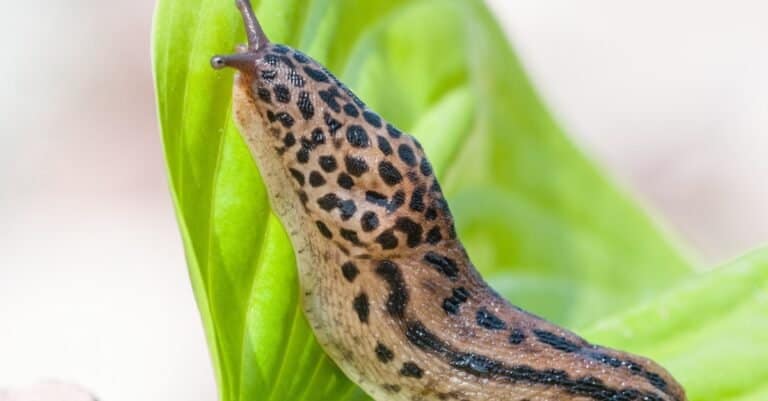 Leopard slug on a hosta leaf.