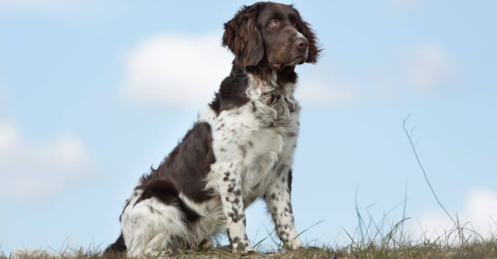 Types of pointer dogs