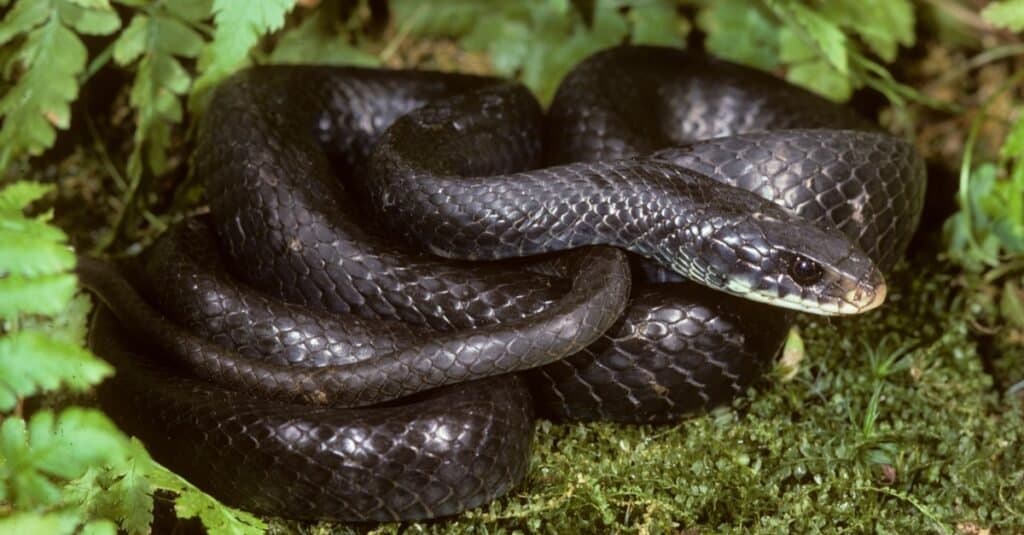 Black Snake with White Belly