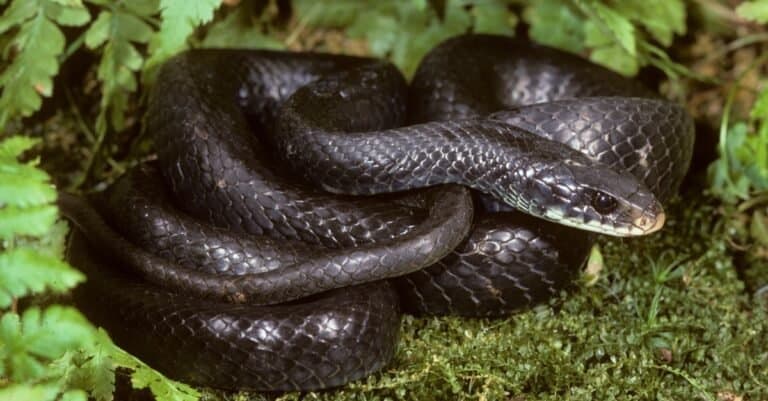 Snakes That Look Like Copperheads-Black Racer Snake