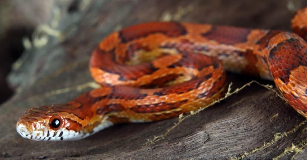 งูที่ดูเหมือนงูหัวทองแดง - งูข้าวโพด
