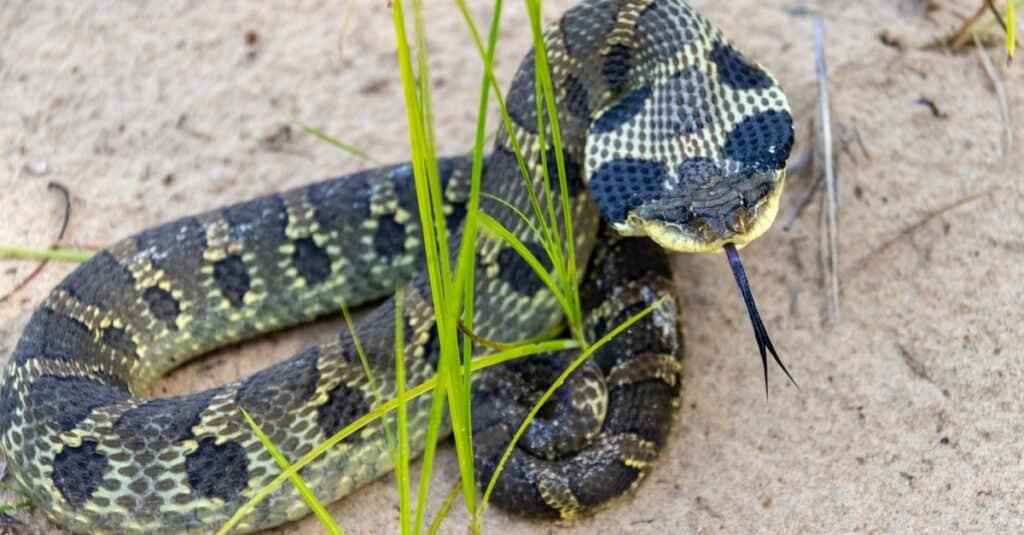 North Caroline Eastern Hognose Zombie Snake Plays Dead