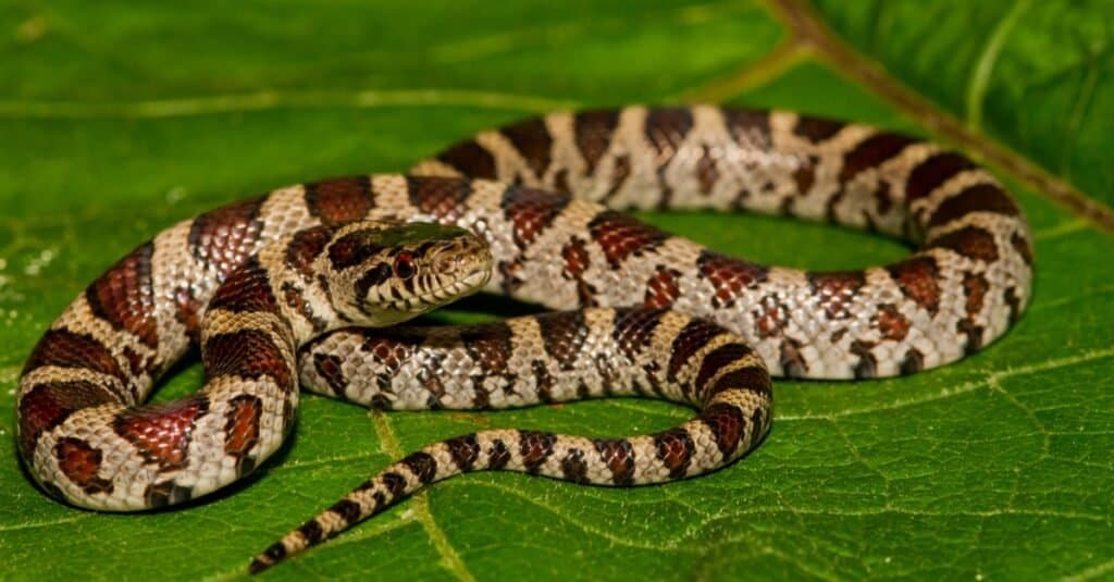 Serpents qui ressemblent à Copperheads-Eastern Milk Snake