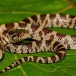 Eastern milk snakes are very beneficial animals, especially for farmers, as they hunt down small rodents often found on farm buildings and barns.