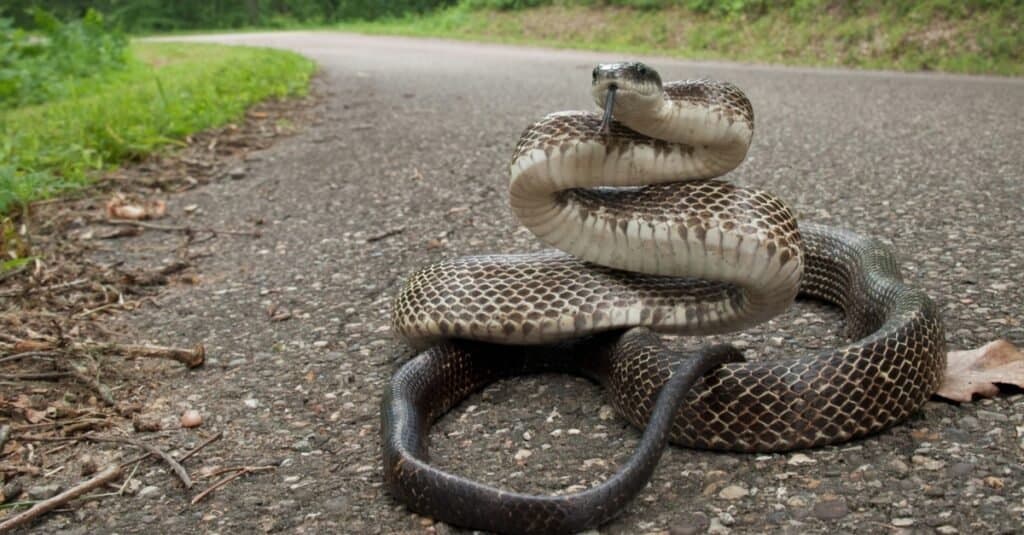 34 Snakes In Kentucky 4 Are Venomous A Z Animals   Snakes That Look Like Copperheads Eastern Rat Snake 1024x535 