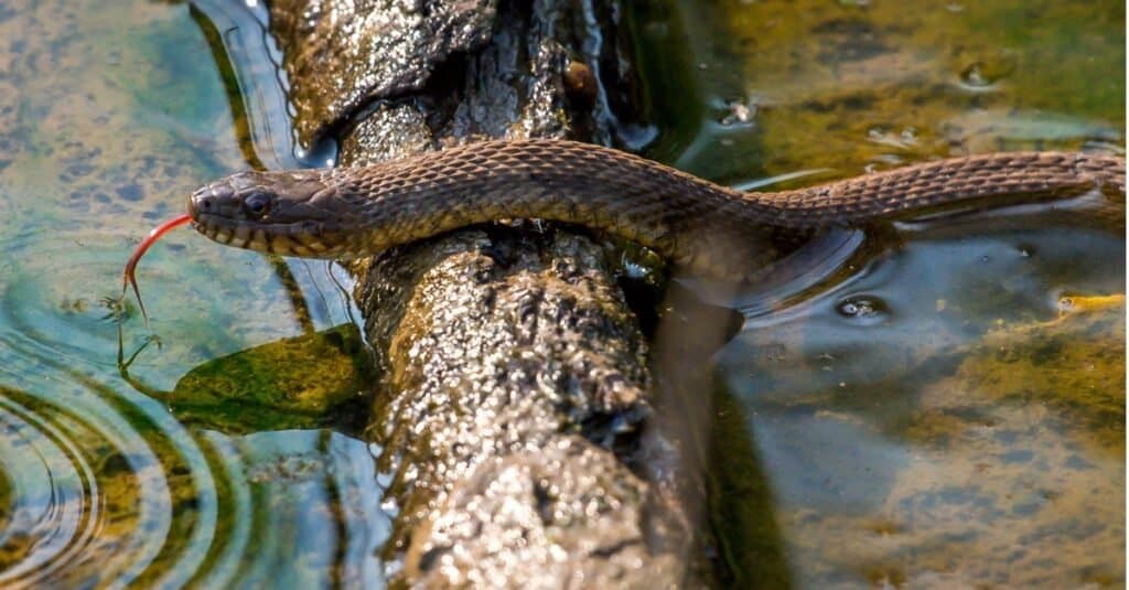 งูที่ดูเหมือนหัวทองแดง - Mole Kingsnake