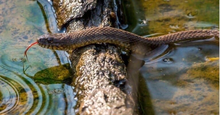 Snakes That Look Like Copperheads-Mole Kingsnake