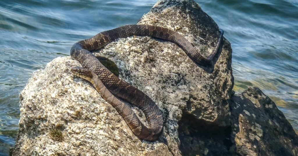 A snake resting on a rock next to a water body.