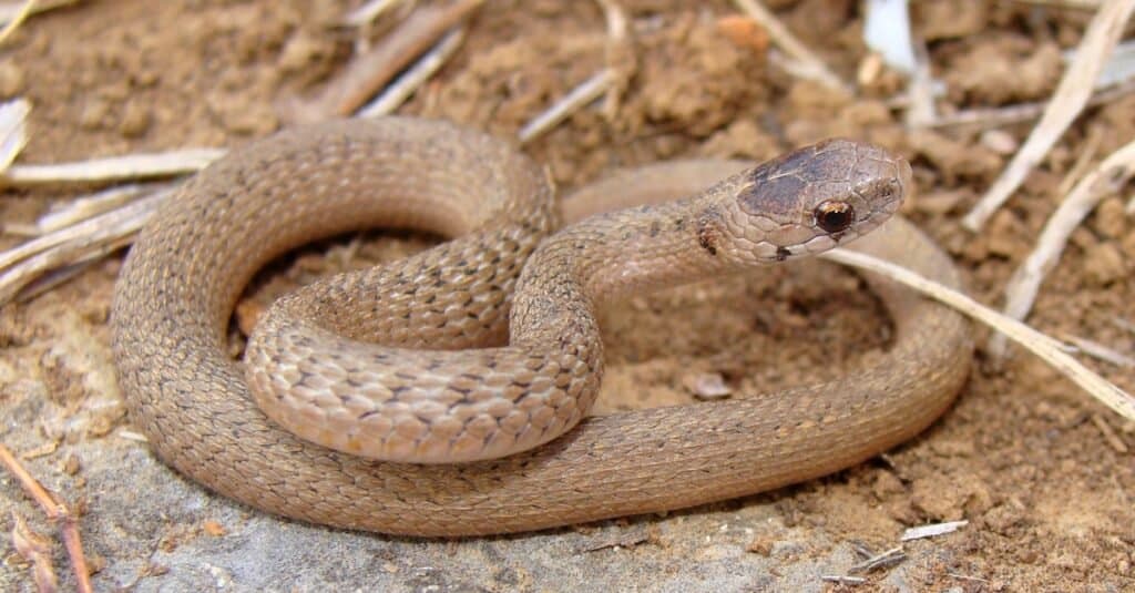 Snakes of the Mississippi River