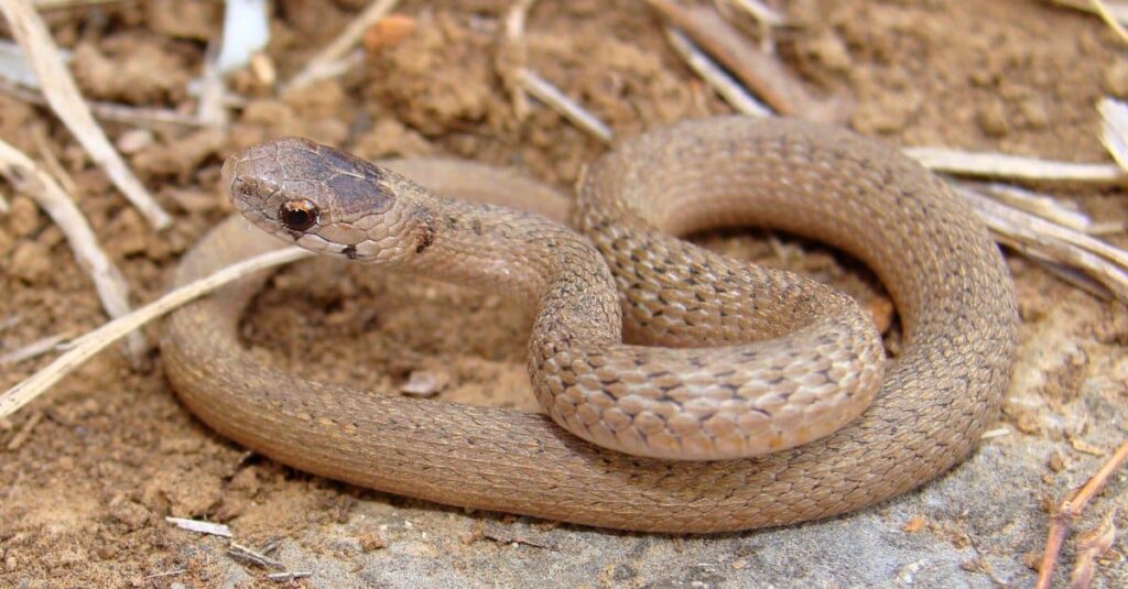 Snakes That Look Like Copperheads-Texas Brown Snake