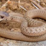 Texas Brown Snake, Storeria dekayi texana. There are seven subspecies recognized.