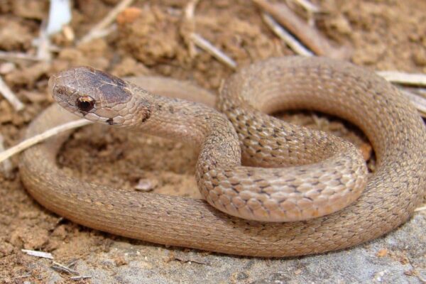 Texas Brown Snake, Storeria dekayi texana. The bite of an Eastern brown snake can kill a person but because of their short fangs, they do not often bite humans.
