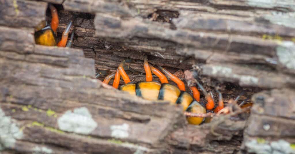 10 Biggest Centipedes - Sonoran Centipede