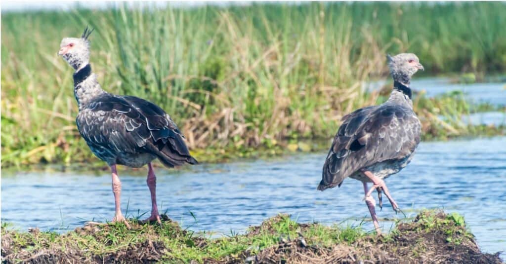 Southern Screamer