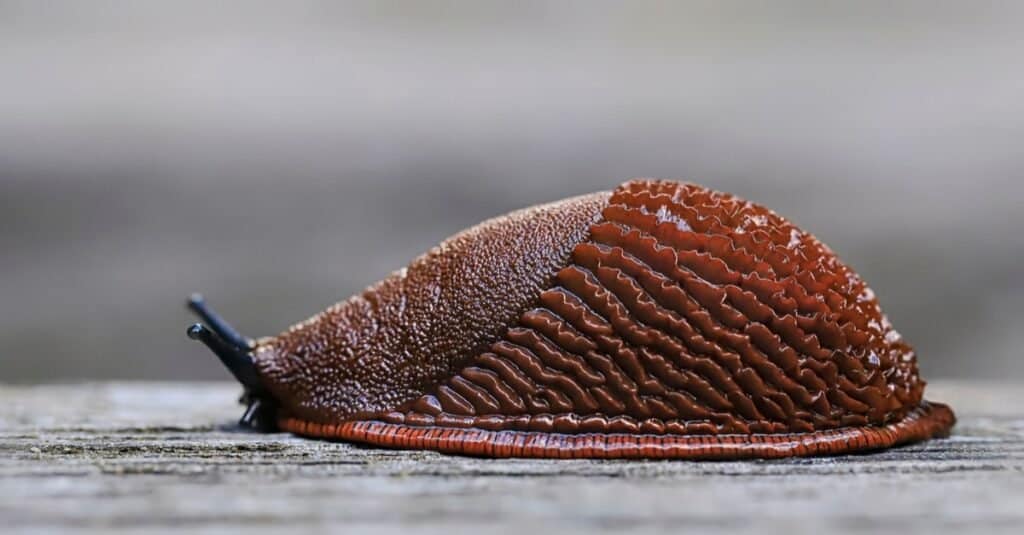 Spanish slug on wood.