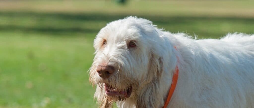 Spinone Italiano close-up