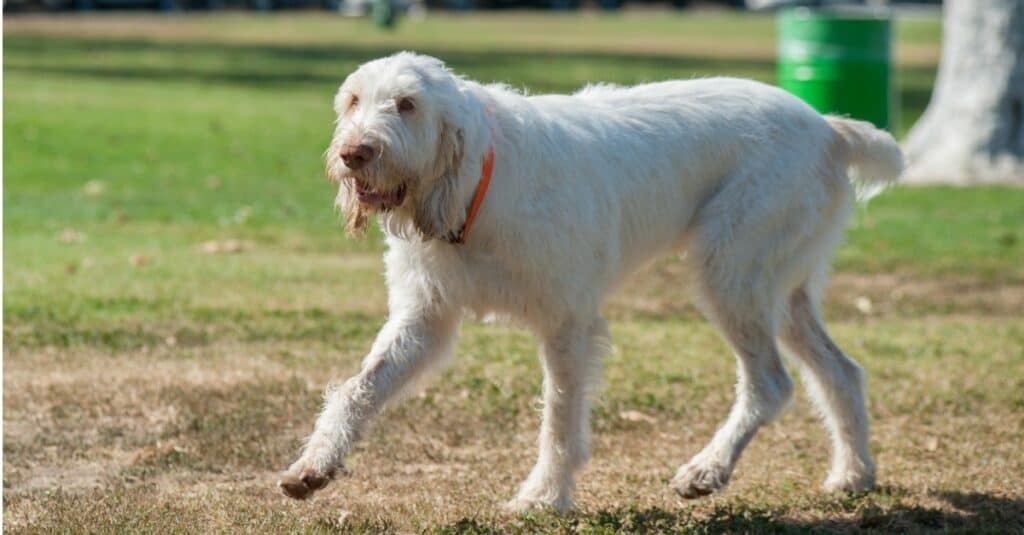 Large Italian Spinone walking across a dog park.