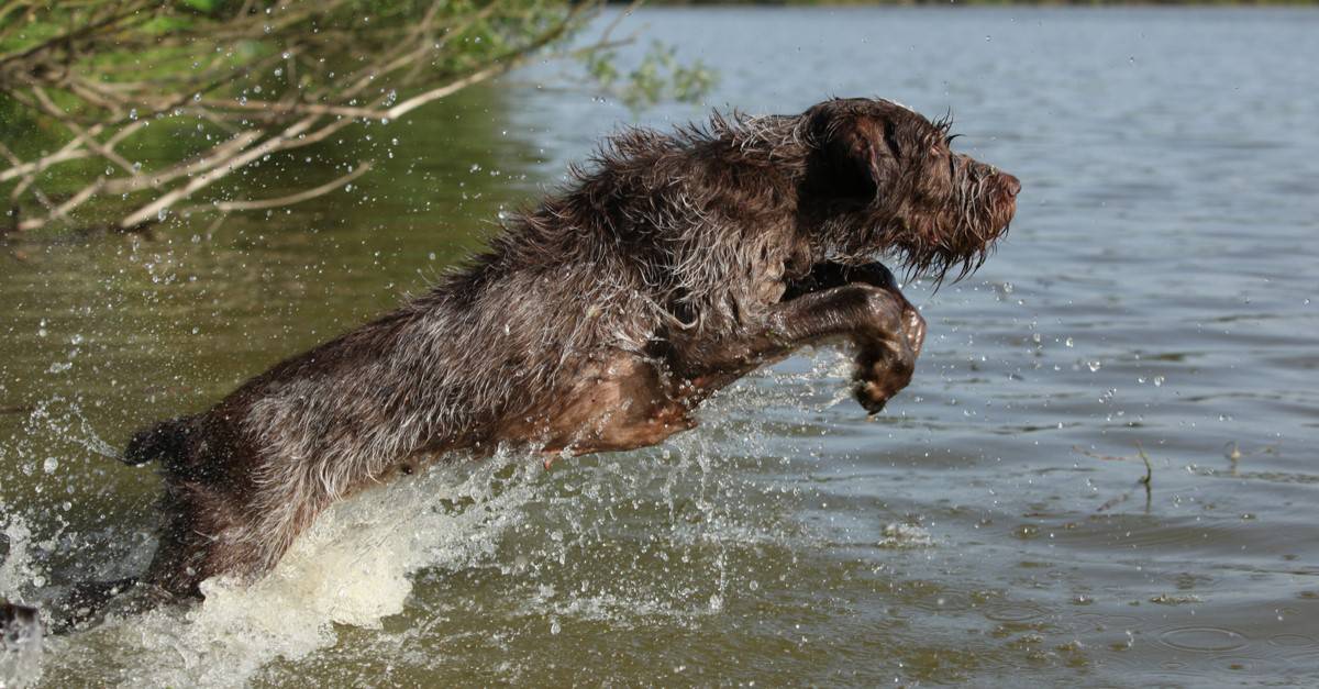 Spinone Italiano jumping into a river.