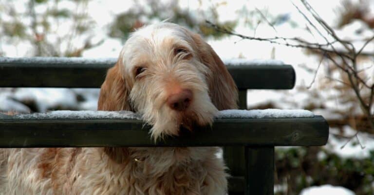 White-orange Spinone Italian dog rests its head on a handrail in a winterly park.