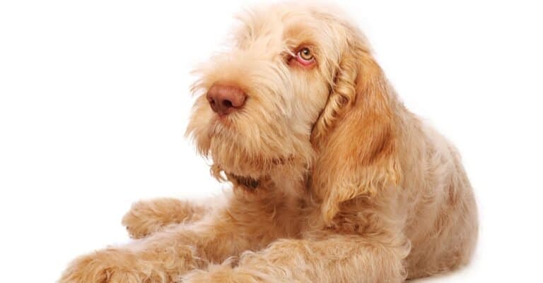 Spinone Italiano isolated on a white background.