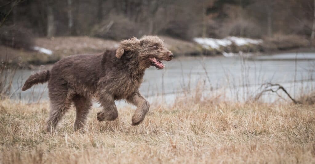 Running and playing Spinone Italiano dog.