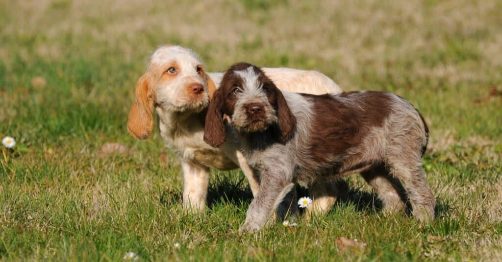 Two beautiful Spinone Italiano puppies playing in the grass.