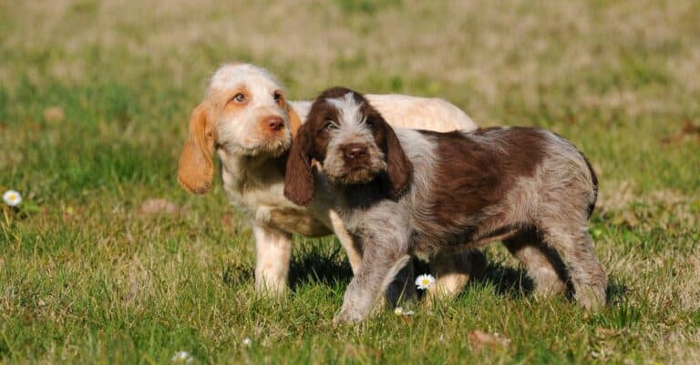Two beautiful Spinone Italiano puppies playing in the grass.