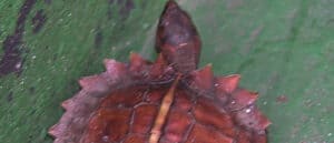 Spiny Hill Turtle photo