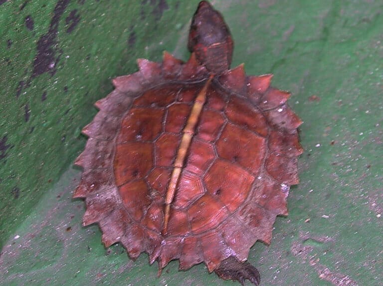 Spiny hill turtle on leaf