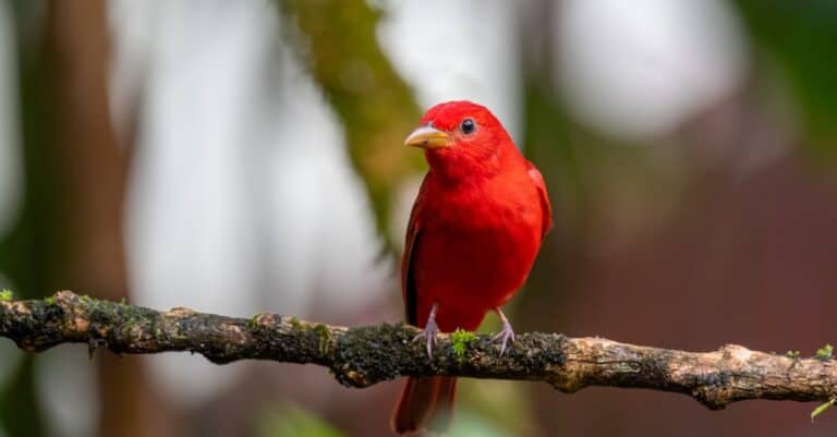 Birds that eat bees: Scarlet and Summer Tanager