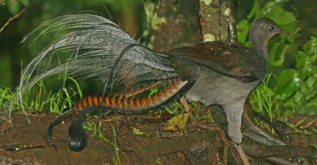 Superb Lyrebird